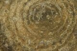Polished Fossil Rugose Coral Slab - Morocco #259777-1